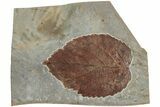 Fossil Leaf (Beringiaphyllum) - Montana #223791-1